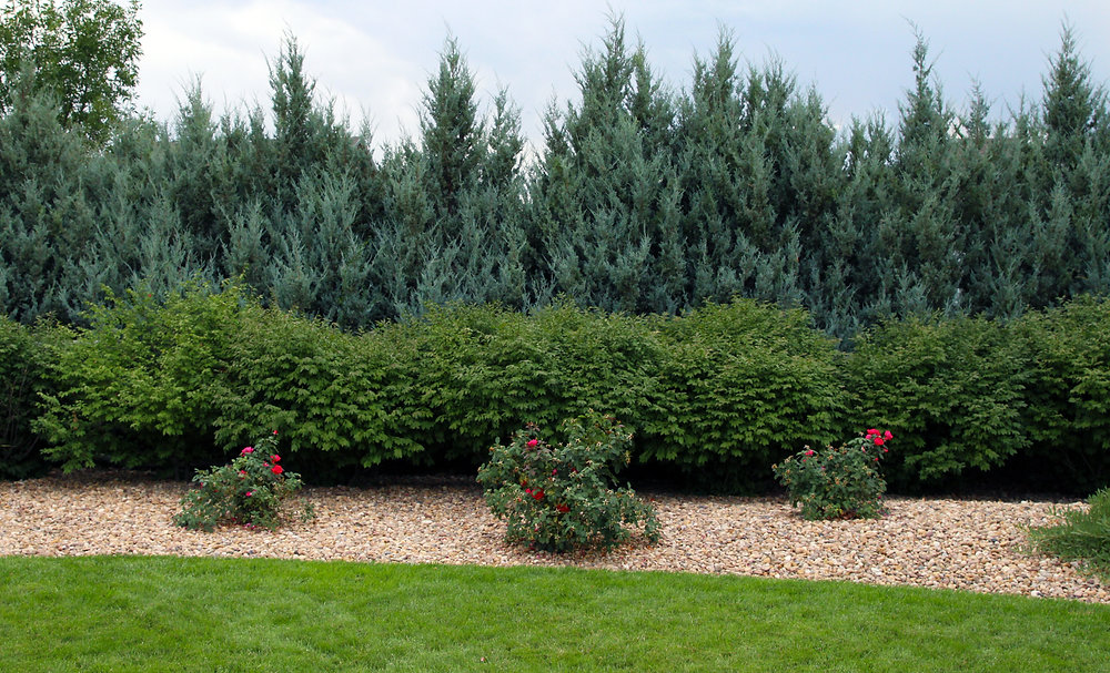 Privacy Trees 16 Best Privacy Trees for Your Yard
