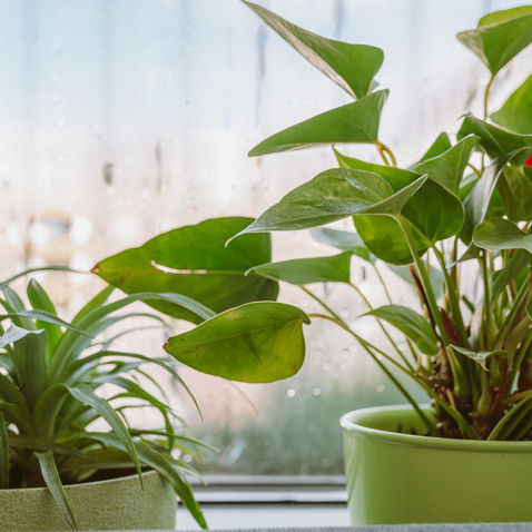 How To Keep Houseplants Warm in the Winter Weather