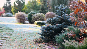 Frost-covered garden with evergreen trees and orange leaves, set in soft morning light. Pathway and distant trees add depth.