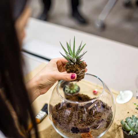 Terrarium Plants: How To Make a Terrarium + Care Tips
