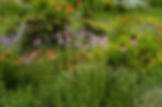 xeric Colorado garden