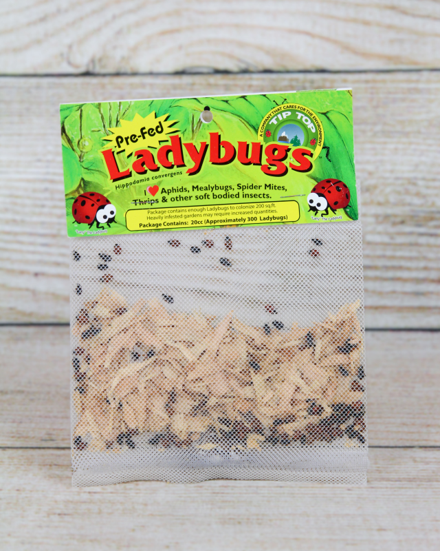 Purchase live ladybugs
