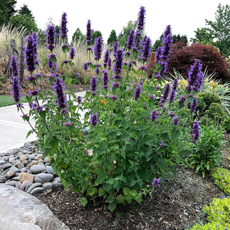 Hyssop/Hummingbird Mint 'Blue Boa'- Agastache 'Blue Boa'