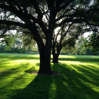 Reduce Your Energy Bill…Plant Trees!