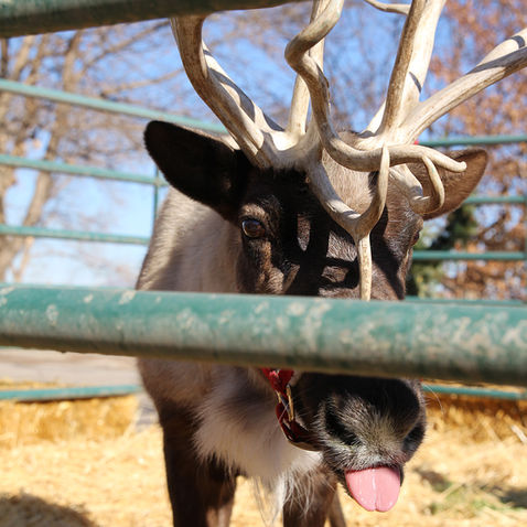 Reindeer Visits Have Been Canceled
