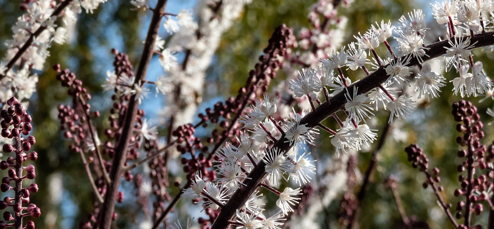 Bugbane (Cimicifuga)