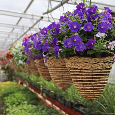 Annual Flower Care Guide