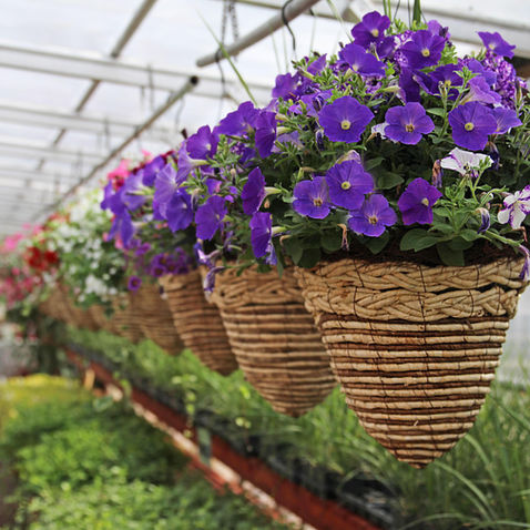 Annual Flower Care Guide
