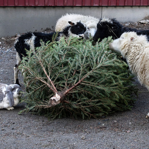 Where to Recycle Your Christmas Tree in Fort Collins, CO