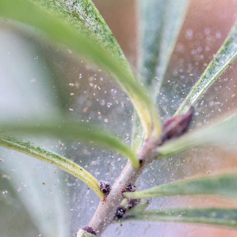 Banishing Spider Mites: A Comprehensive Plant Care Strategy