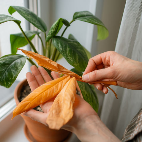 Brown houseplant leaves