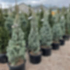 Blue Totem Colorado Blue Spruce