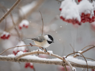How to Help Winter Birds with Colorado Yards & Gardens