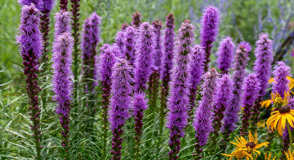 Liatris flowering perennial