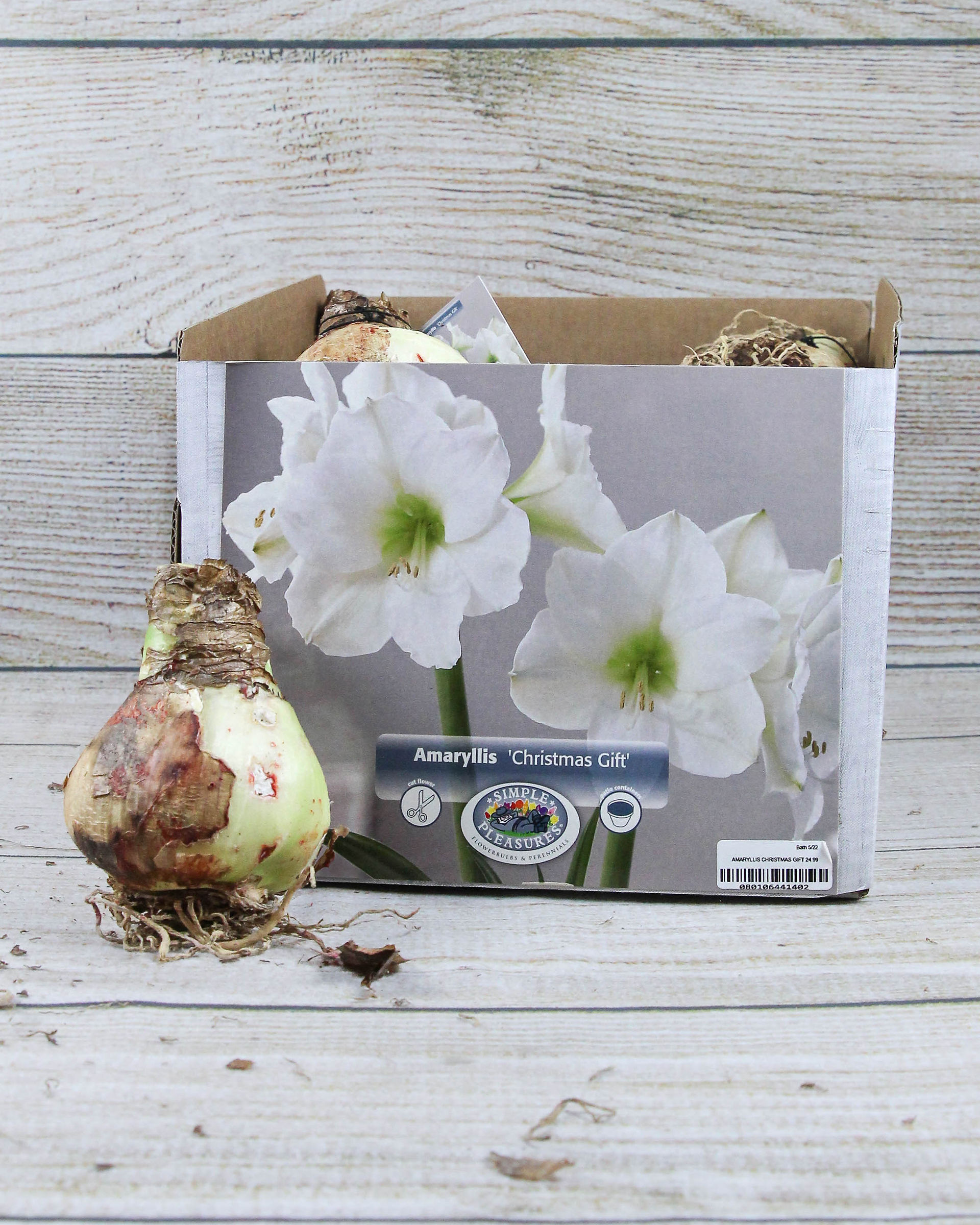 Amaryllis 'Christmas Gift'