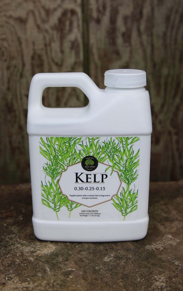 Age Old Kelp