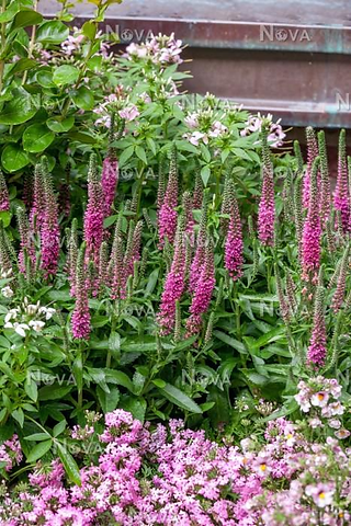 Speedwell 'Vernique Rose'- Veronica 'Vernique Rose'