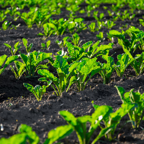 Rows of young sugar beets growing in dark soil under bright sunlight, creating a fresh and lively agricultural scene.