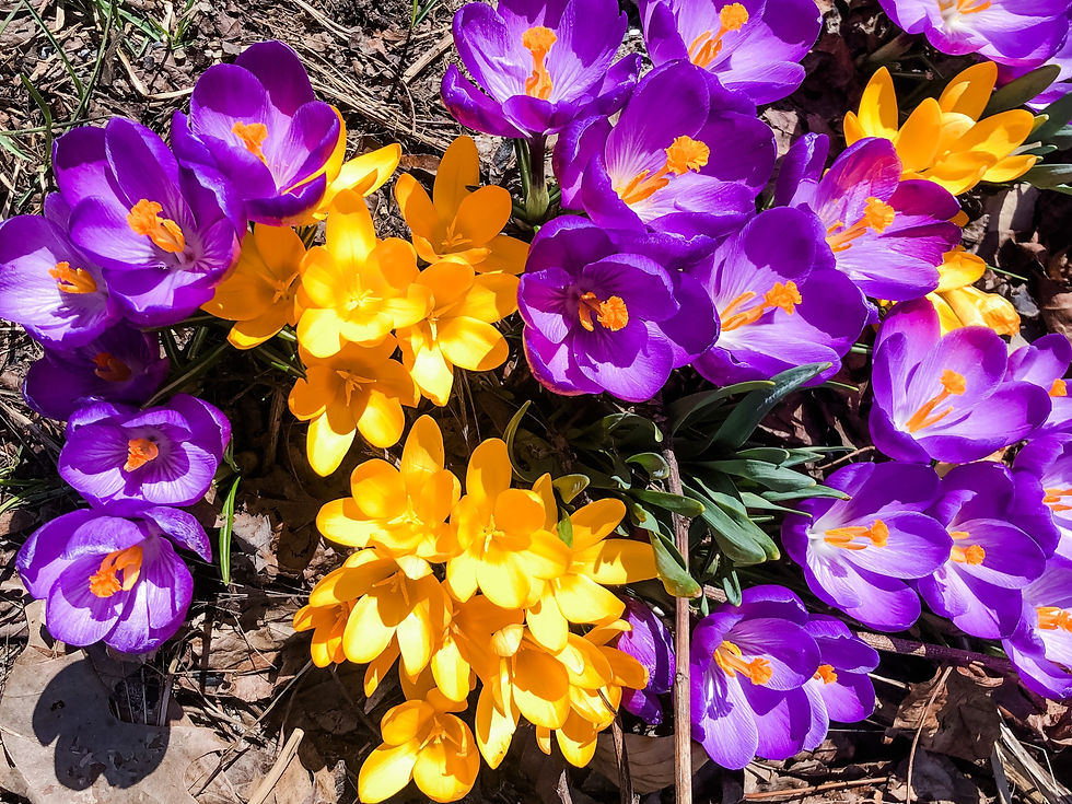 Fall Prep for Your Flower Gardens