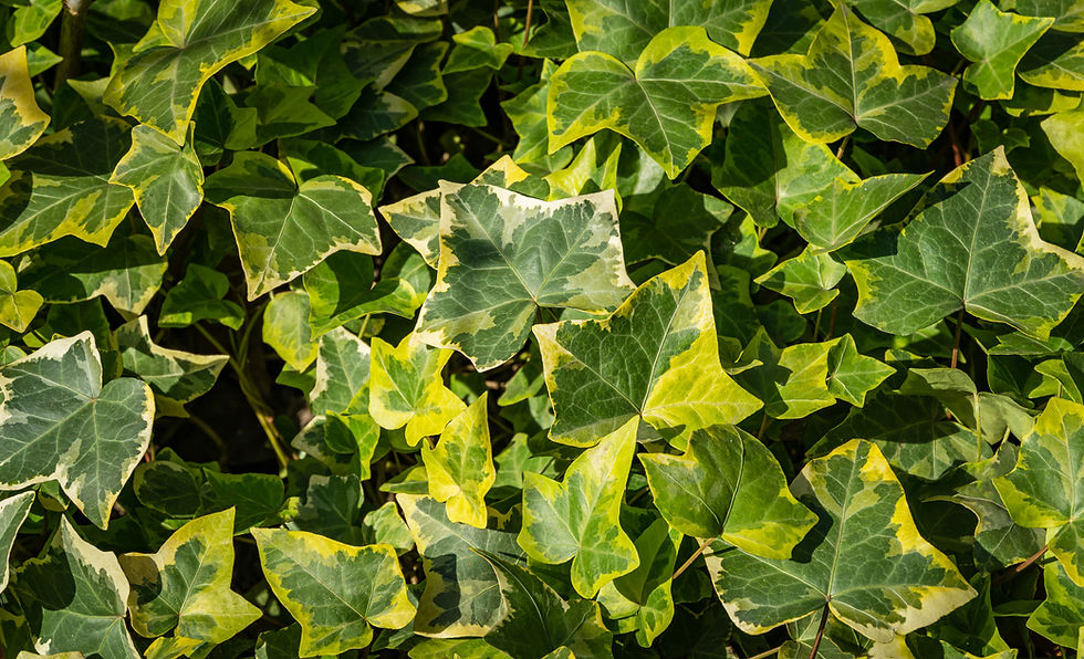 Hedera helix 'Gold Child'