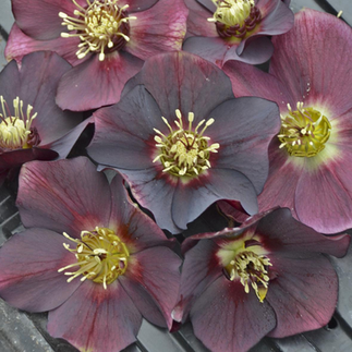 Lenten Rose 'HONEYMOON ™ Series 'Rome in Red'- Helleborus HONEYMOON™ Series 'Rome in Red'