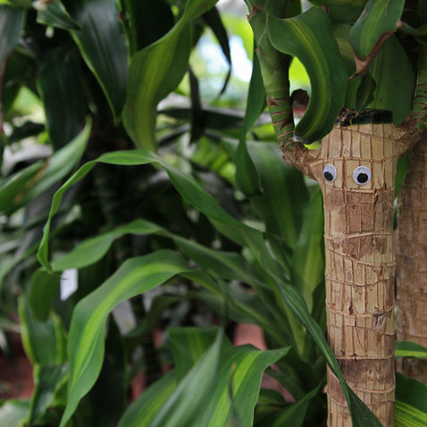 How To Care for Dracaenas