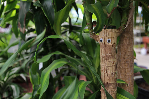 How To Care for Dracaenas
