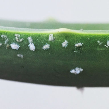 How To Get Rid of Mealybugs on Plants