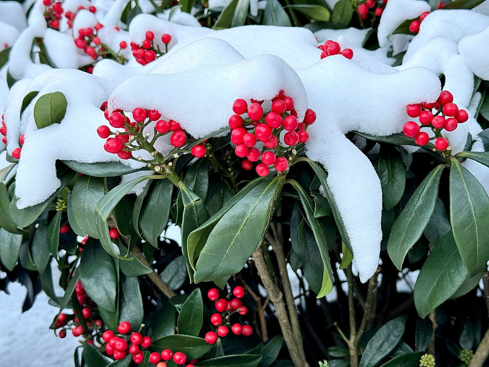 Snow-covered holly branches with clusters of bright red berries against a backdrop of green leaves, creating a festive winter scene.