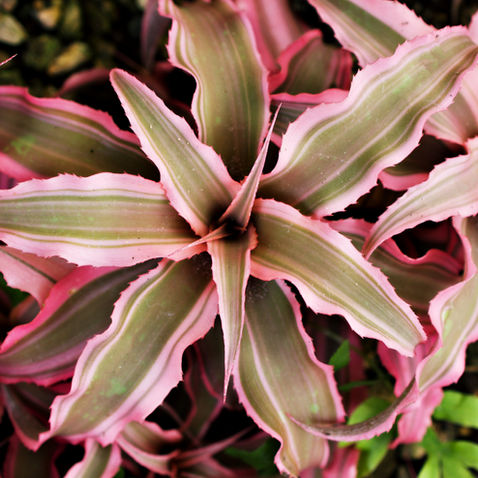 cryptanthus care