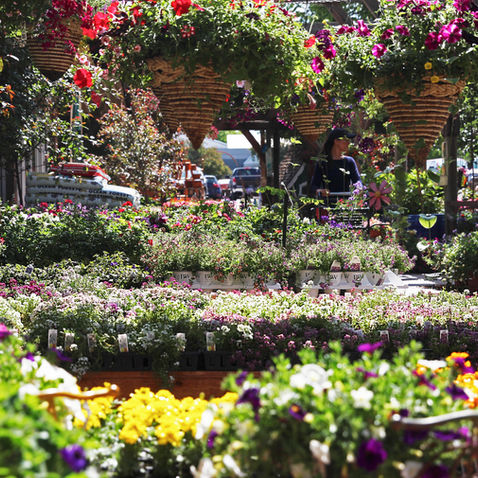 Annual and Perennial flowers in front of a garden center