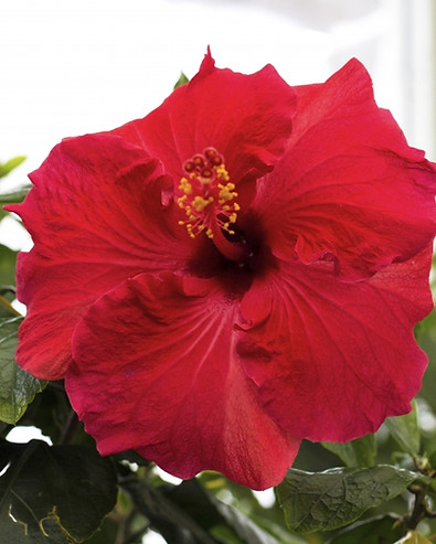 Hibiscus Flower