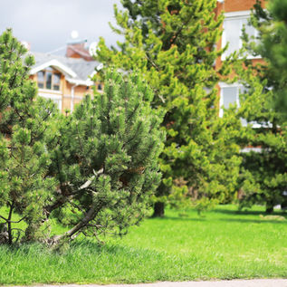 Green pine trees with lush grass in the foreground. A brick building is partially visible in the background under a cloudy sky.