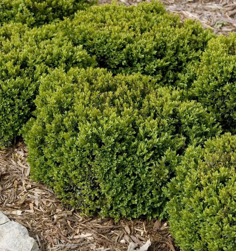 Velvet Boxwood