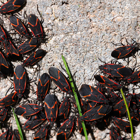 Boxelder Bug Control: Effective Tips to Eradicate These Nuisances