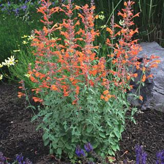 Hyssop/Hummingbird Mint 'CORONADO®'- Agastache aurantiaca 'P012S'