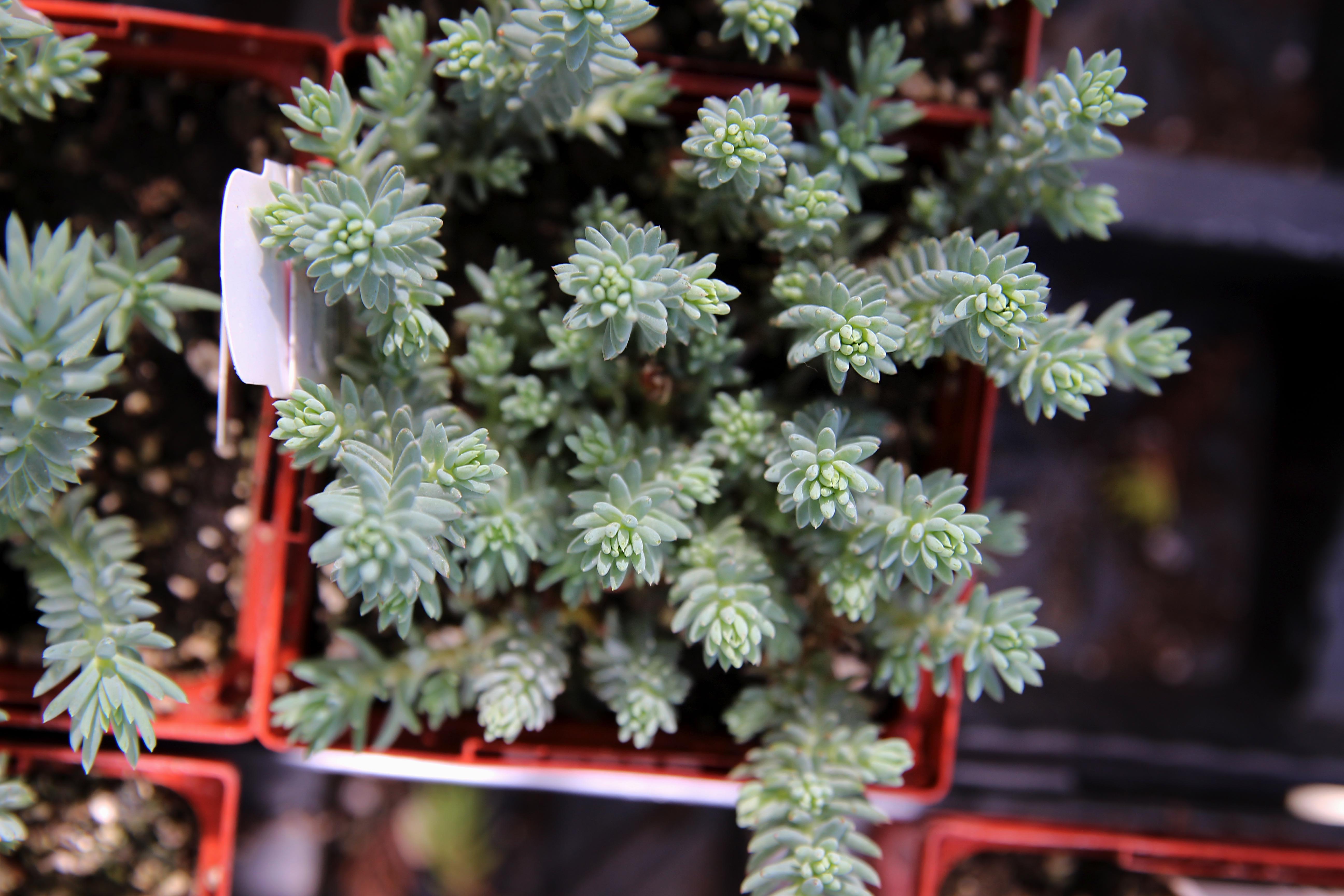 Can You Put Houseplants Outside in the Summer?