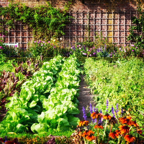 How To Prepare Soil for Vegetable Gardening