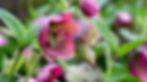 Lenten Rose (Helleborus)