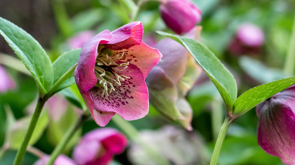 Lenten Rose (Helleborus)