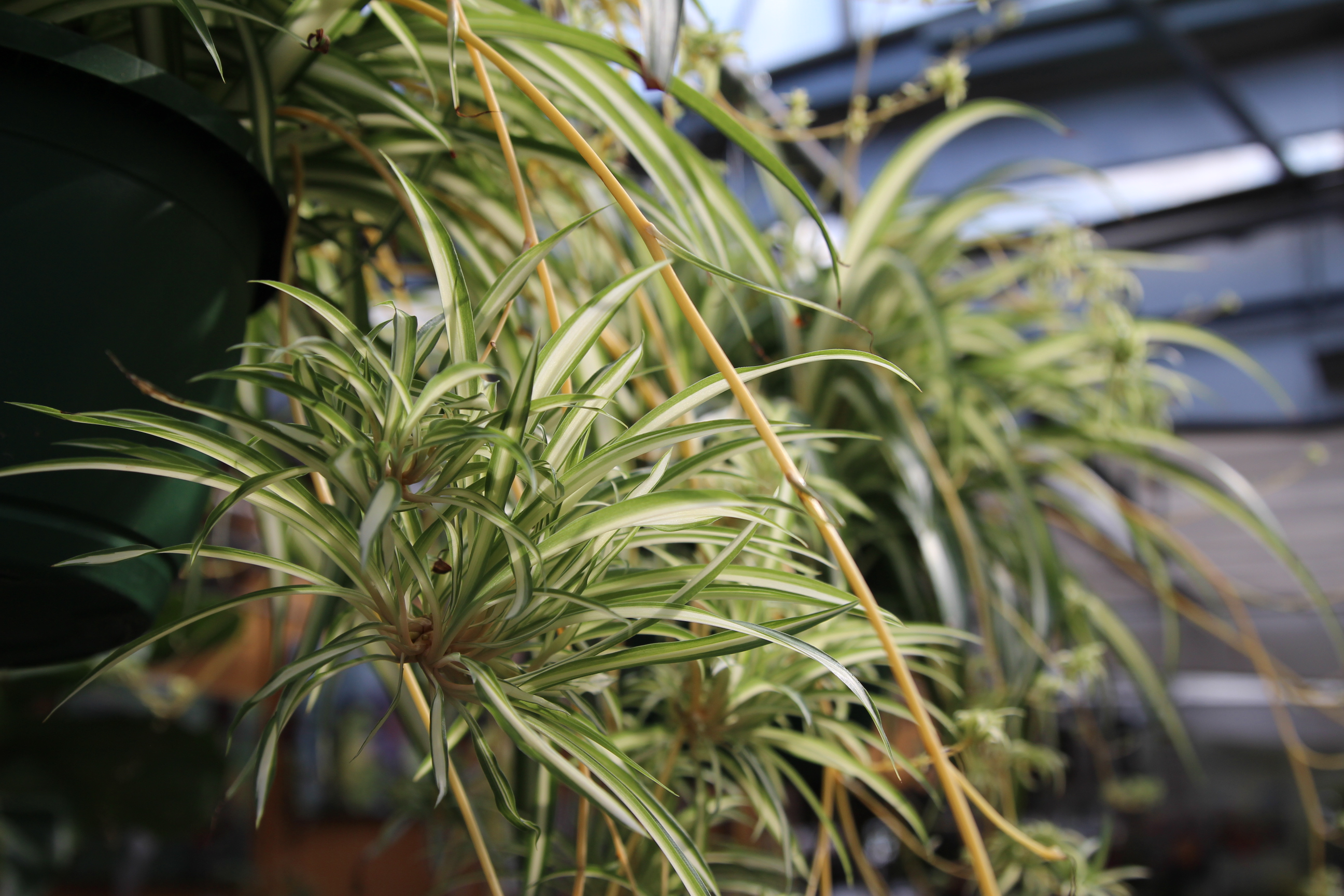 Can You Put Houseplants Outside in the Summer?