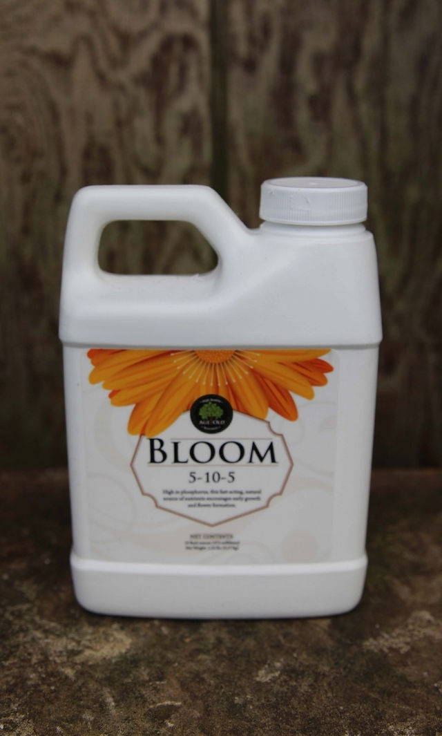 Age Old Bloom