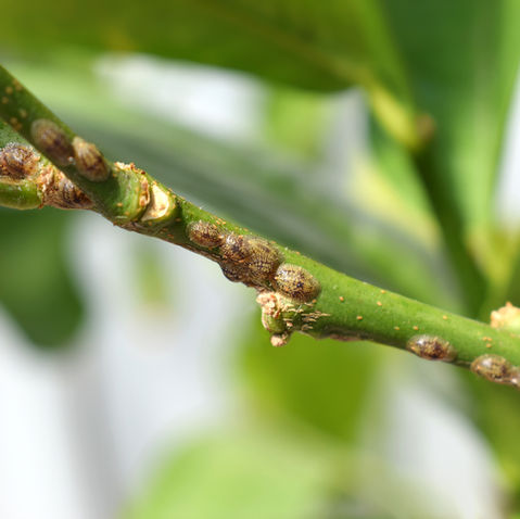 How To Get Rid of Scale on Plants