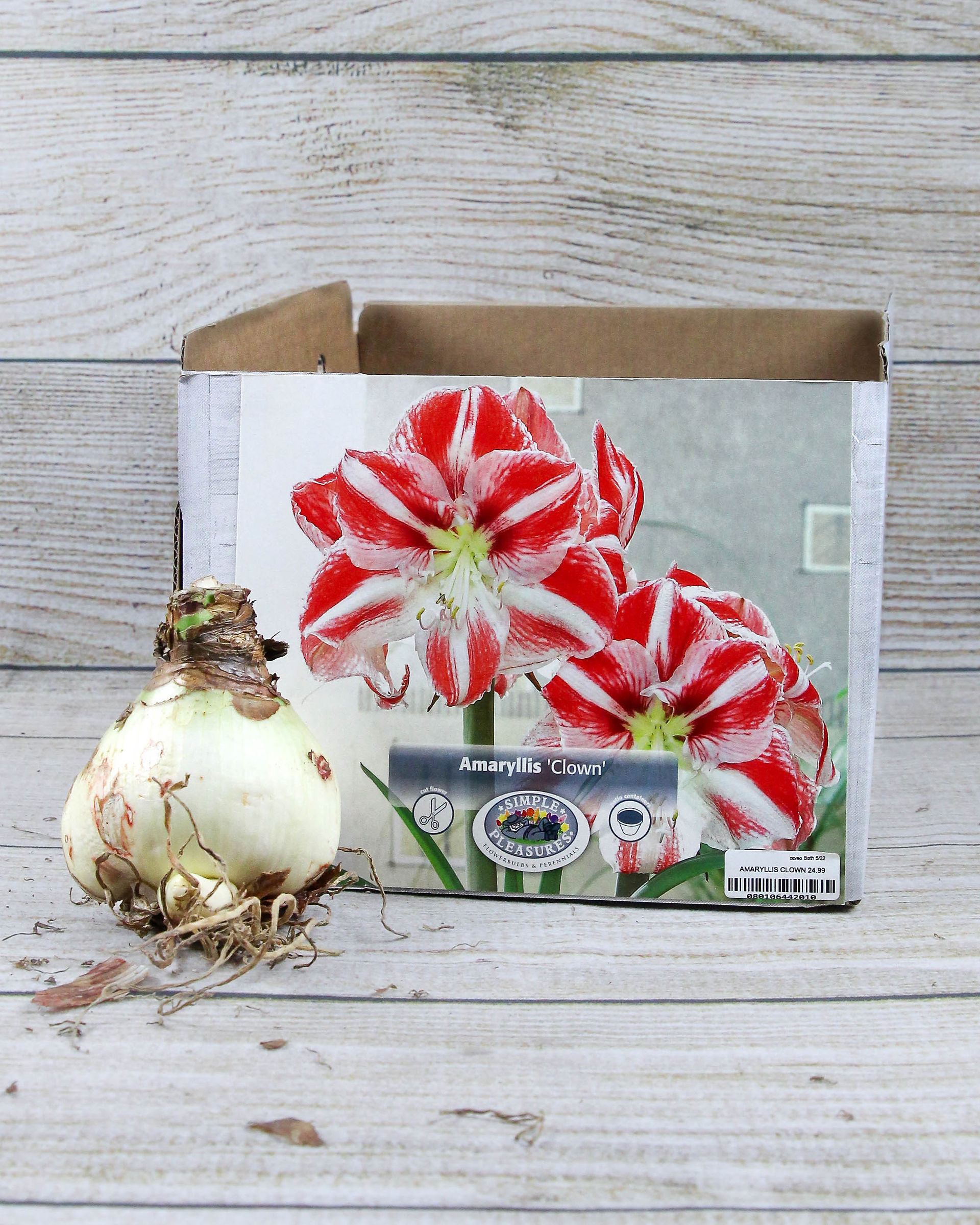 Amaryllis 'Clown'