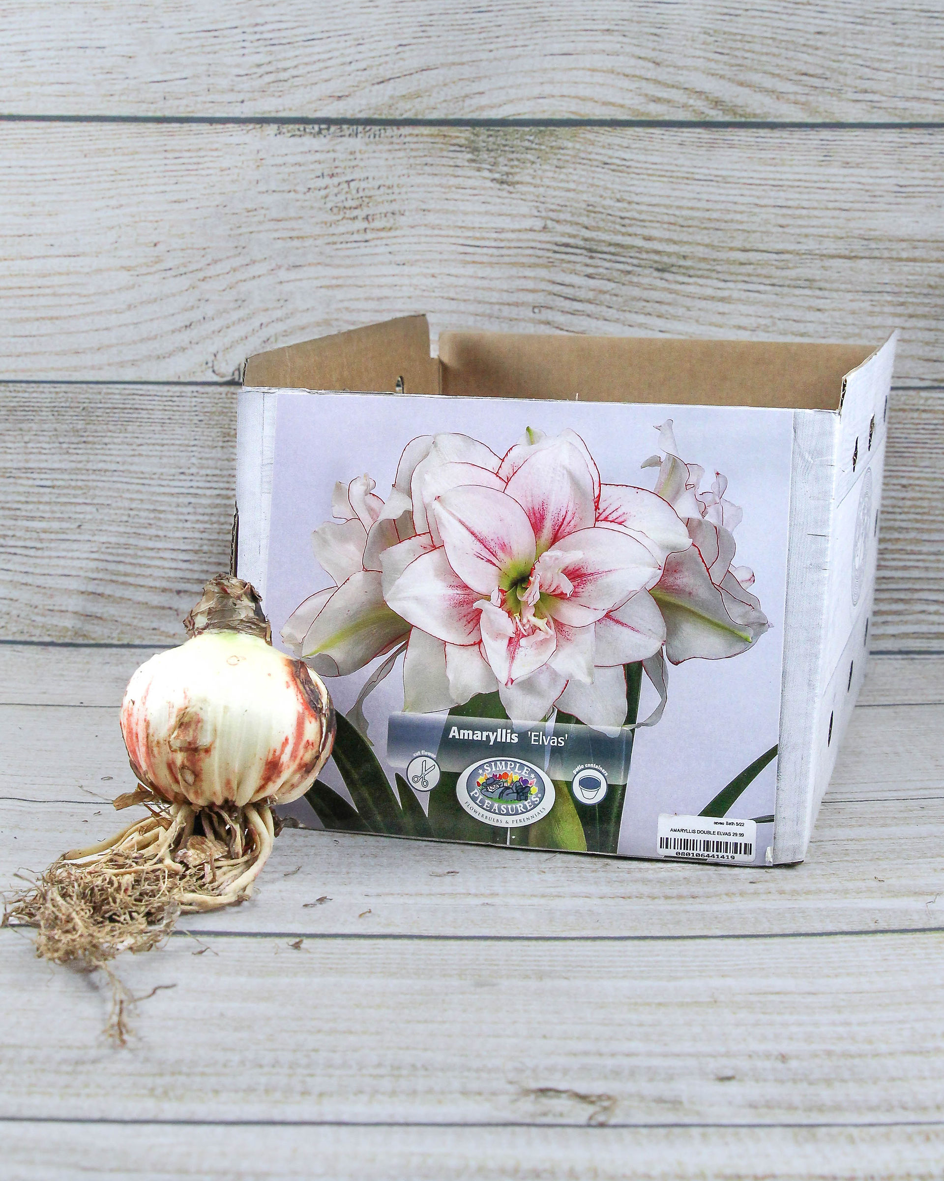 Amaryllis 'Elvas'