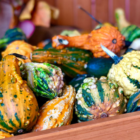 How To Grow Ornamental and Interesting Gourds from Seed