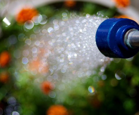 How to Water Your Plants This Summer