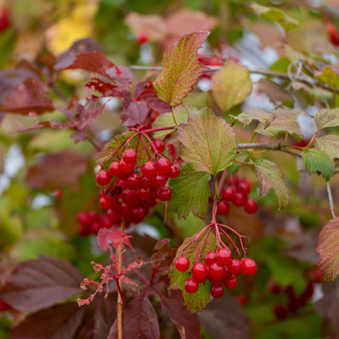 10 Cold Resistant Plants to Withstand the Winter