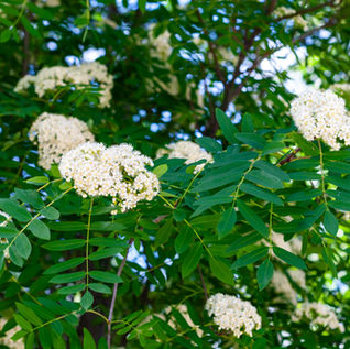 Colorado Landscaping: Landscaping Tree Ideas for Your Colorado Yard