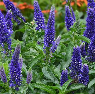 Speedwell 'Vernique Dark Blue'- Veronica 'Vernique Dark Blue'